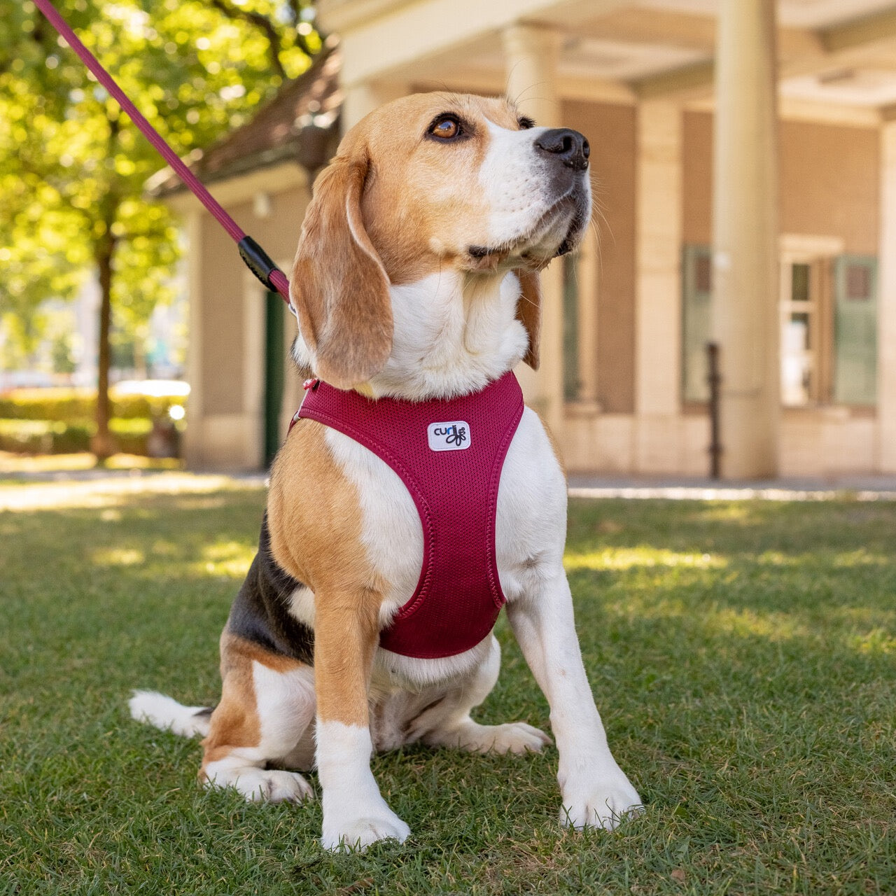 Curli Air Mesh Clasp Moss Vest Harness