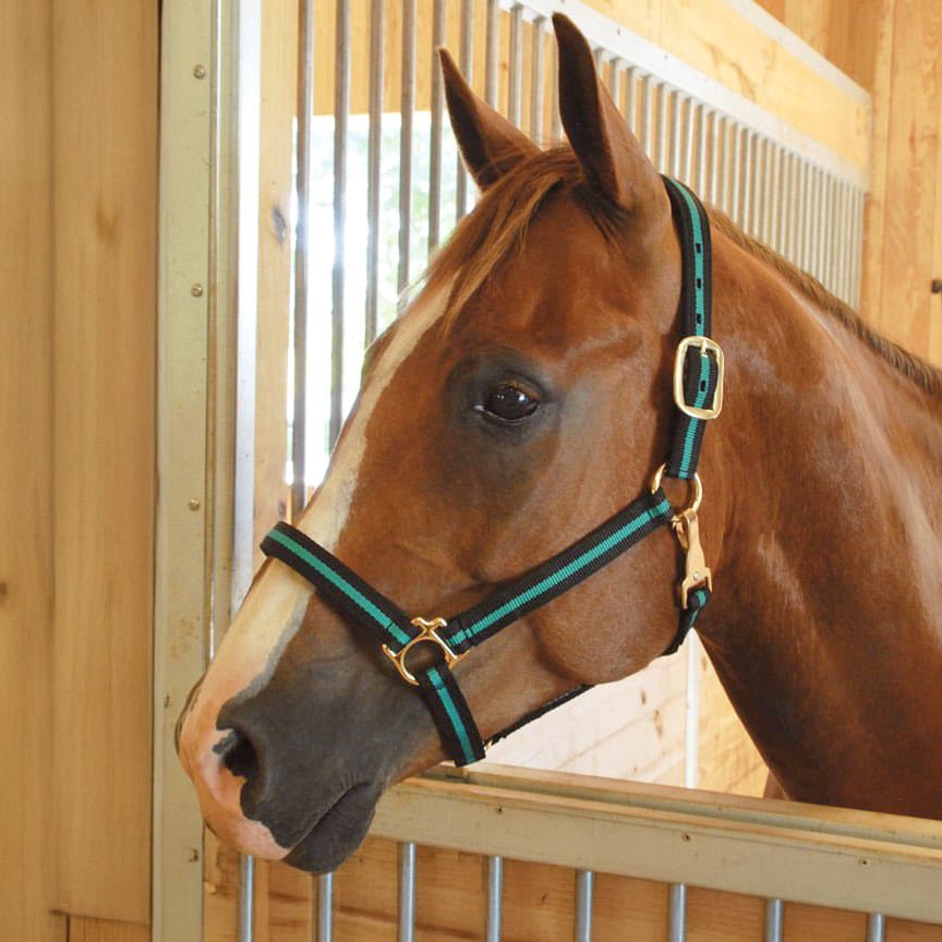 Jeffers Padded Nylon Horse Halter with Throat Snap