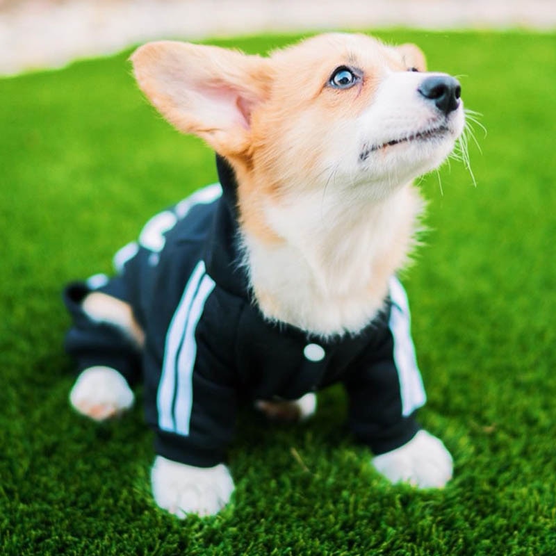 Designer Pet Dog Jumpsuit for Small Medium Dogs